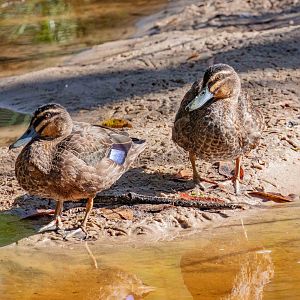 Pacific Black Duck x Mallard hybrids