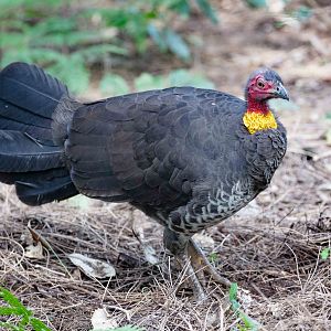 Australian Brush Turkey