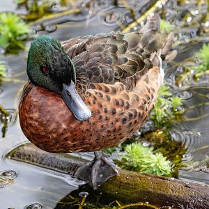 Chestnut Teal
