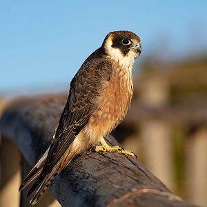 Australian Hobby