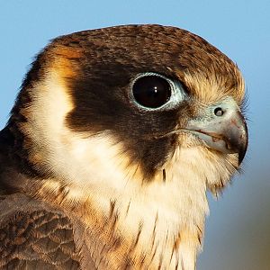 Australian Hobby