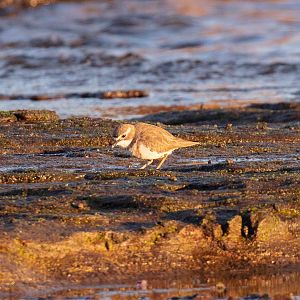 Double-banded Plover