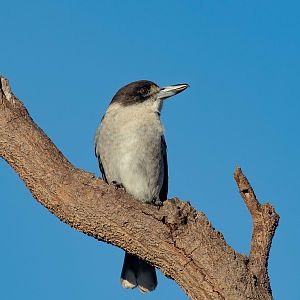 Grey Butcherbird