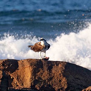 Osprey with dinner