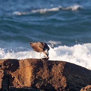 Osprey with dinner