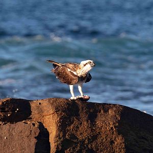 Osprey with dinner