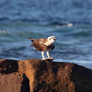 Osprey with dinner