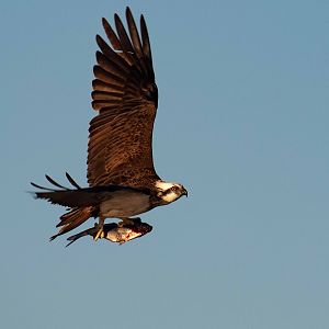 Osprey with dinner