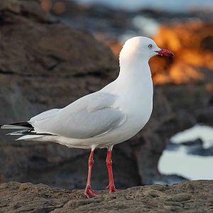 Silver Gull