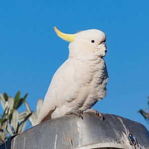 Sulphur-crested Cockatoo