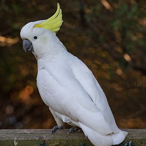 Sulphur-crested Cockatoo