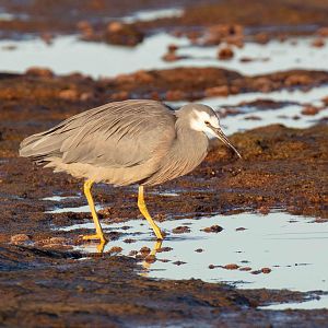 White-faced Heron