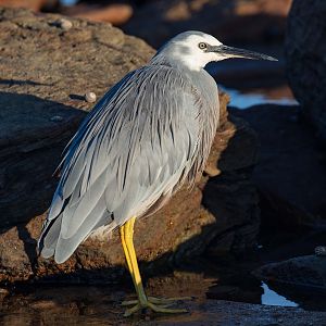 White-faced Heron