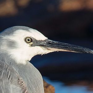 White-faced Heron
