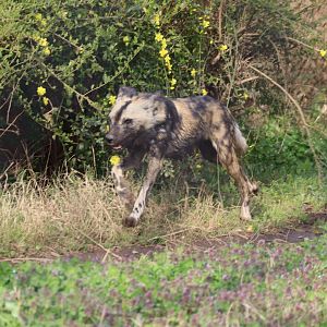 African Savanna - African Wild Dog