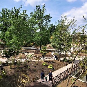 Construction of the new prang-utan enclosure