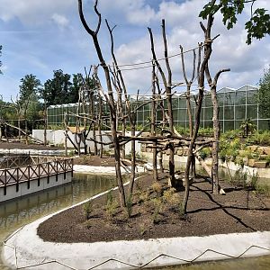 Construction of the new orang-utan enclosure