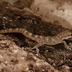 Tropiocolotes species ID?