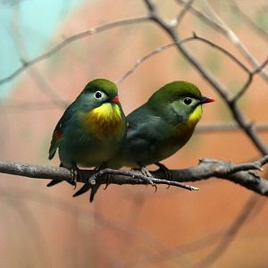 Red-billed Leiothrix