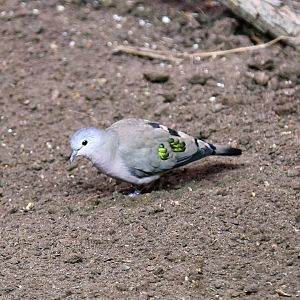 Emerald-spotted Wood Dove (Turtur chalcospilos)
