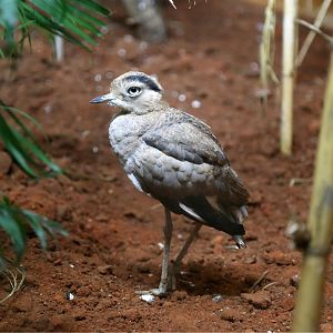 Peruvian Thick-knee (Burhinus superciliaris)