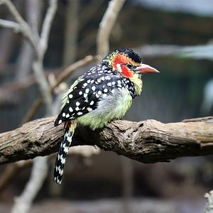 Red-and-yellow Barbet
