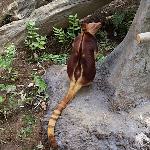 Oceania's Grassland - Goodfellow's Tree-Kangaroo