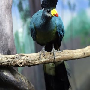 Great Blue Turaco (Corythaeola cristata)