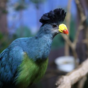 Great Blue Turaco (Corythaeola cristata)