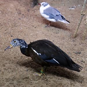 White-winged Duck and Laughing Gull
