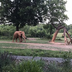 African Bush Elephant "Louie"