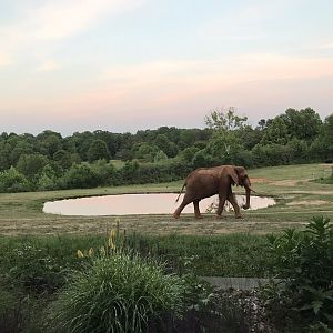 African Bush Elephant "Louie"