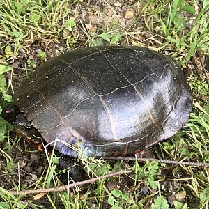 Wild Painted Turtle