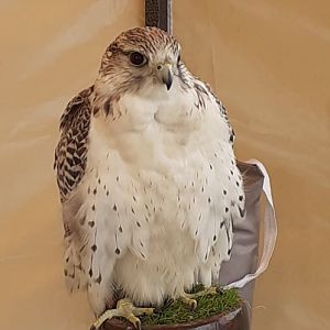 Gyr x saker falcon