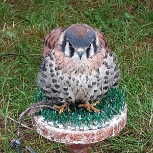 American kestrel