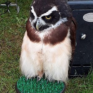 Spectacled owl