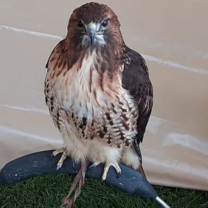 Red tailed buzzard