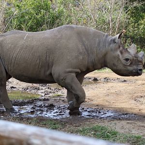 African Savanna - Eastern Black Rhinoceros