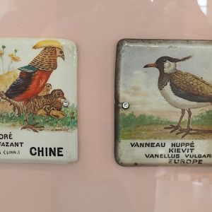 Old signs for Golden pheasant and Northern lapwing, 2022-03-16