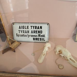 Old sign for Black hawk eagle, Flamingo leg and Swan skulls, 2022-03-16
