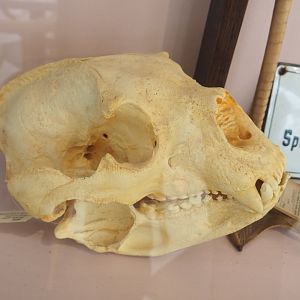 Spectacled bear skull, 2022-03-16