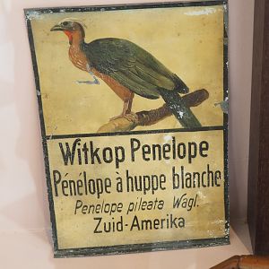 Old sign for White-crested guan, 2022-03-16