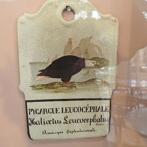 Old sign for Bald eagle, 2022-03-16