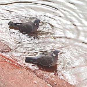 Bathing Common wood pigeons (Columba palumbus), 2022-03-16