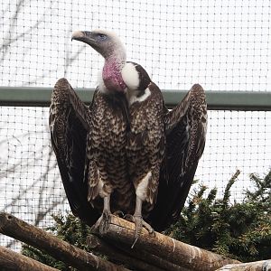 Rüppell's griffon vulture (Gyps rueppelli rueppelli), 2022-03-16
