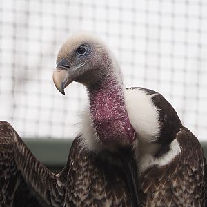 Rüppell's griffon vulture (Gyps rueppelli rueppelli), 2022-03-16