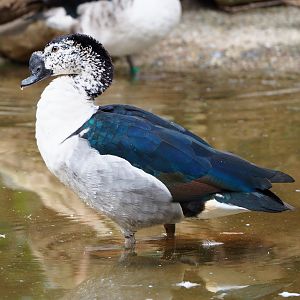 African comb duck (Sarkidiornis melanotos), 2022-03-16