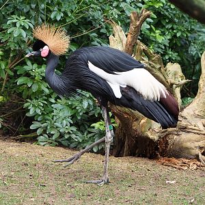 Western black-crowned crane (Balearica pavonina pavonina), 2022-03-16