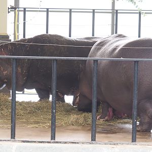 Hippopotamuses (Hippopotamus amphibius) Hermien and Imani eating on land, 2022-03-16