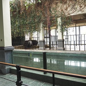 Hippopotamus indoor exhibit, 2022-03-16
